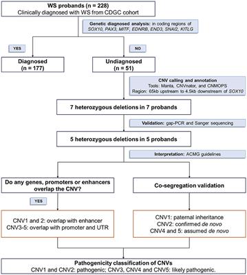 Five novel cis-regulatory deletions of SOX10 cause Waardenburg syndrome type II